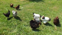 Our chickens Our chickens