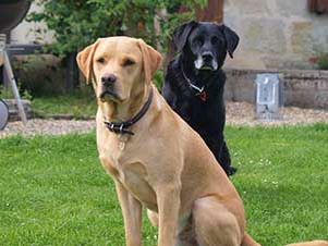 Dog friendly holidays in South West France