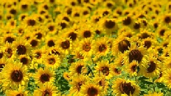 Sunflowers in the Lot-et-GAronne