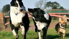 Dog friendly holidays